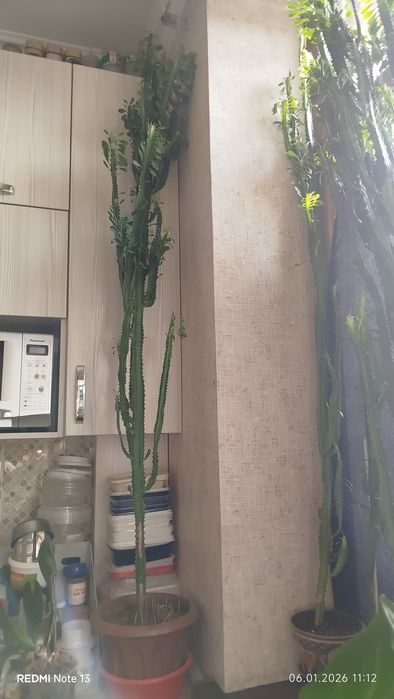 Домашние,комнатные цветы