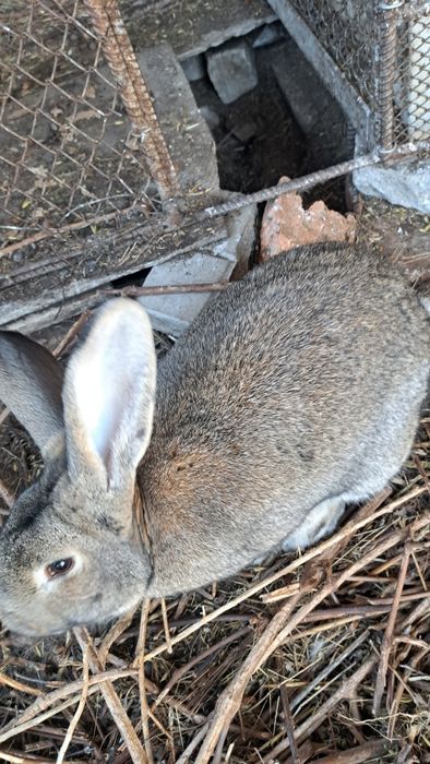 Крол самец 9мес Шиншиллы 5кг