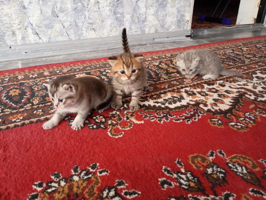 Продам Щенков 2 мальчик 1 девочка