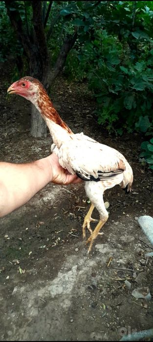 Dakan jojalar sotiladi