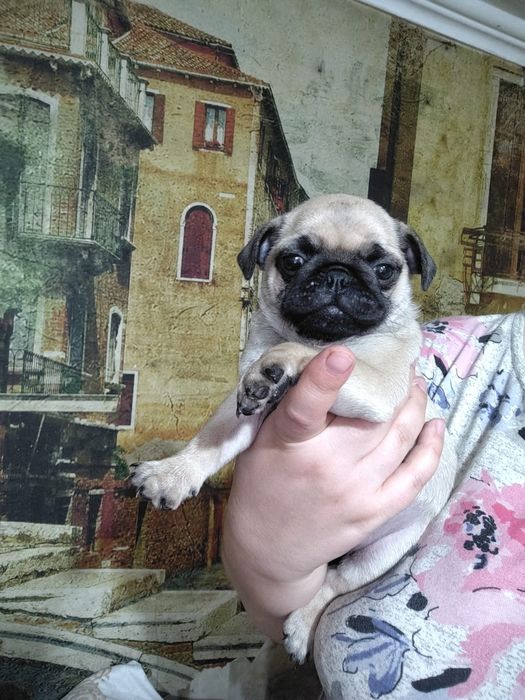 Продам щенка мопсик девочка