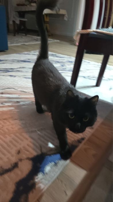 Отдаем кошку в хорошие руки