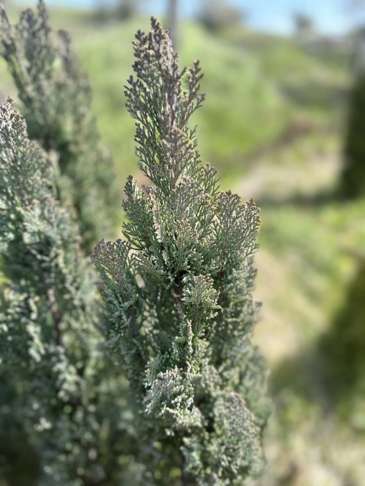 Кипарис Елводии (Ellwoodii) 80–140 см – последни бройки