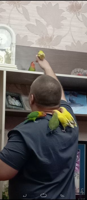 Попугаи неразлучники ручные.