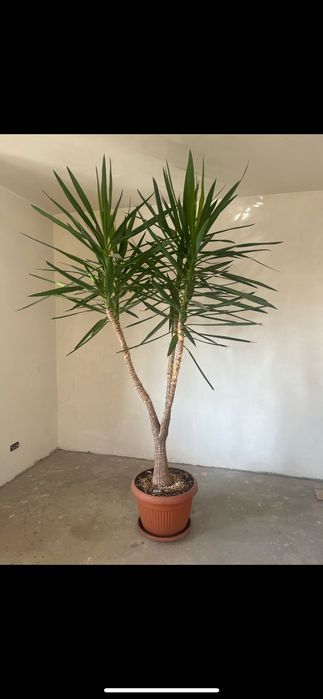Palmier Yucca de interior 2 m – plantă ornamentală mare