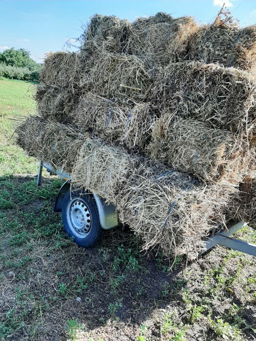 Baloti lucerna  prma coasa