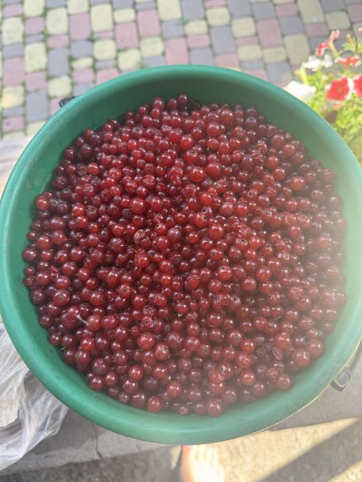 Красная смородина