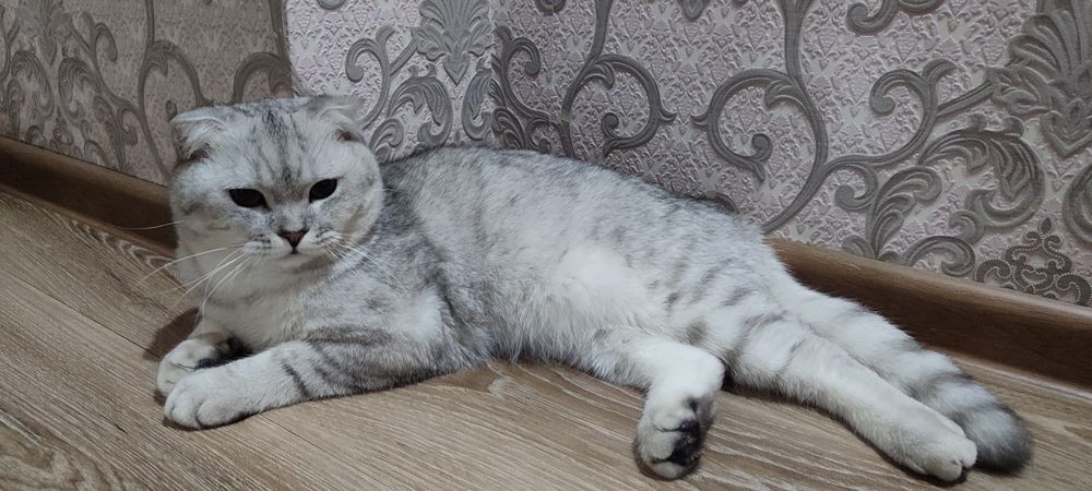 Серебристий Шиншила. Веслауха