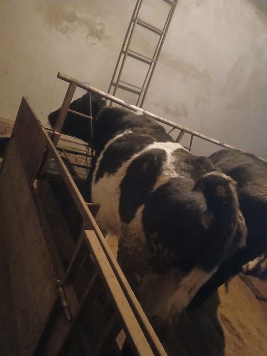 Продается корова