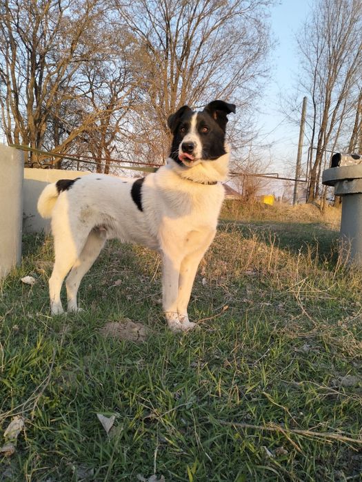 Собака в добрые руки ,обмен на корм