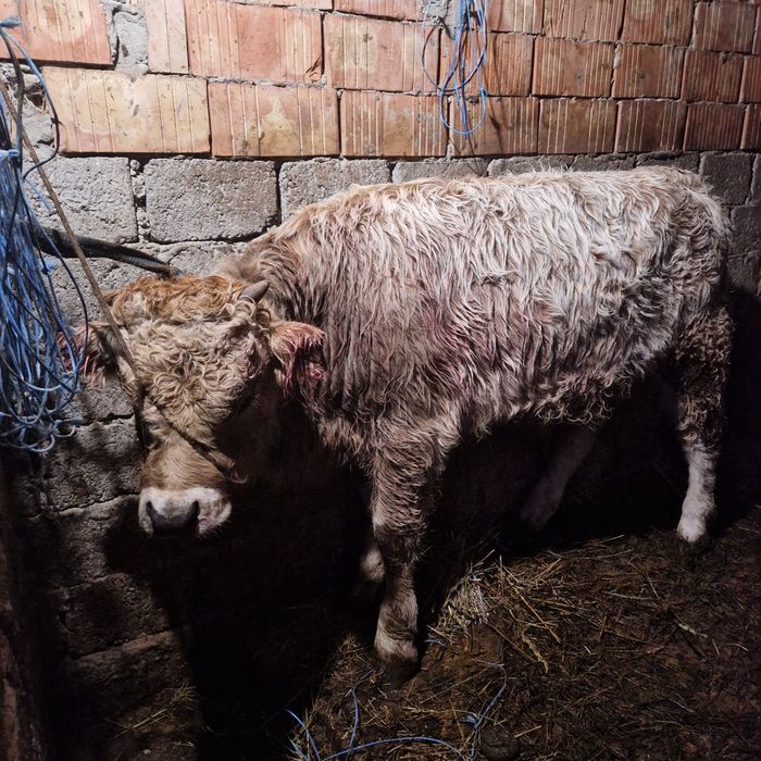 Tauras de lapte 6 luni