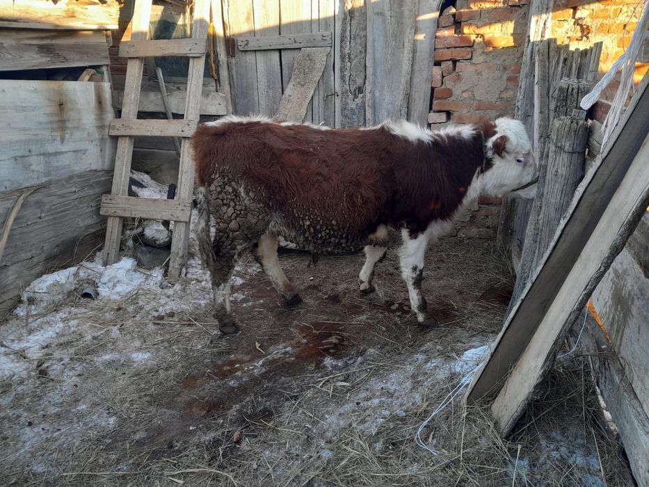 Откорм баспактар сатылады