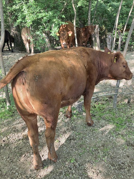 Vitei rasa de carne