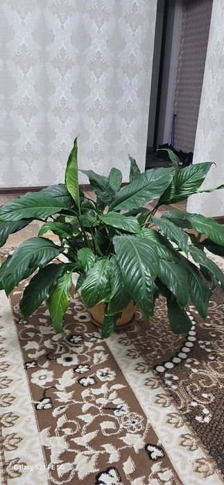 Женское счастье.