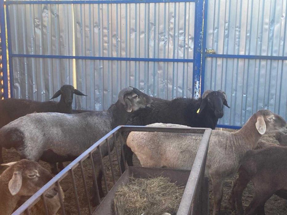 Кошкар  Баран На Продажу