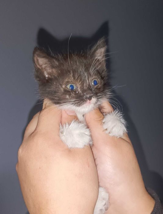 Котята, мальчик и девочка