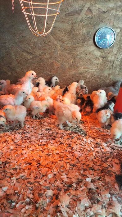 vand pui brahma herminat deschis cochinchina negru, bobat și galben