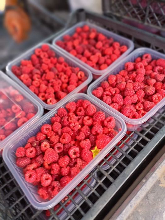 Малина көшеті сатылымда,сорт зюгана