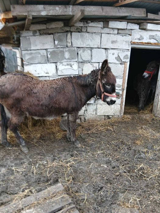 Vand magarita gestanta