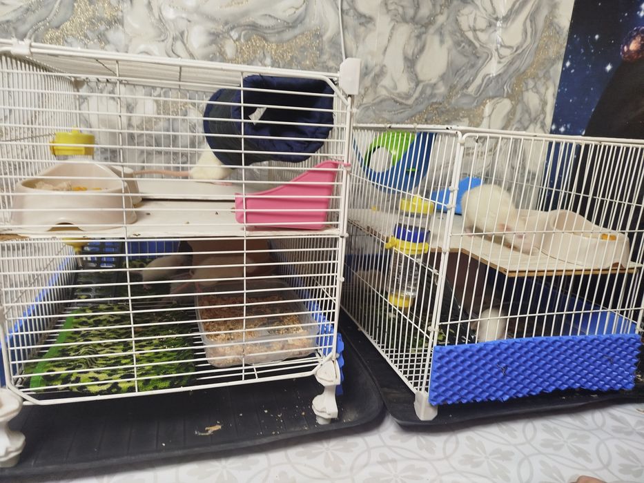 Продам декоративных крыс