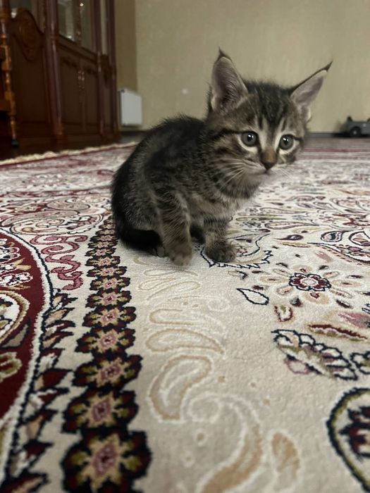 Отдадим даром домашних котят, мальчики и девочки …………………………………………………..