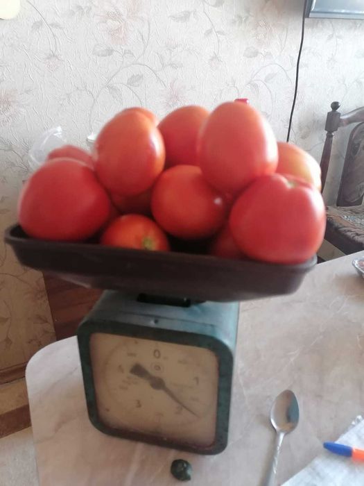 Продам помидоры. Цена 700т