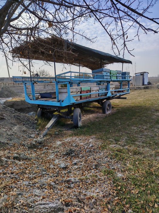 Асалари павелен сотилади