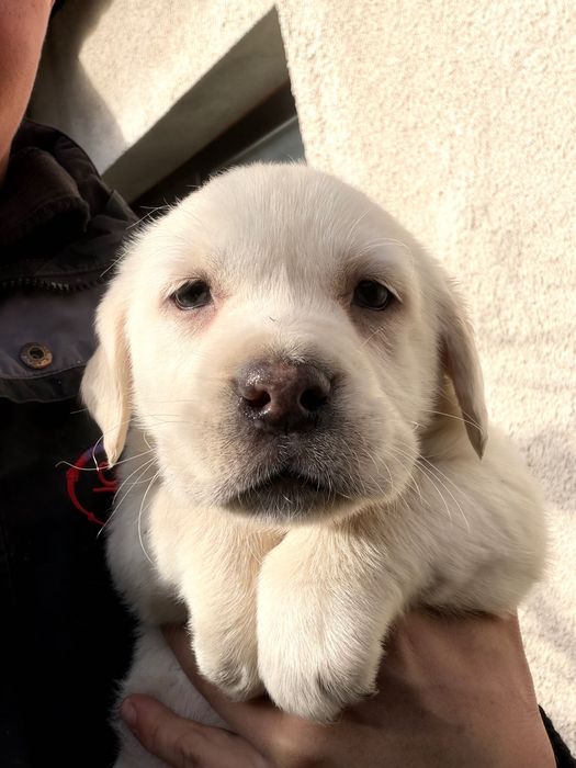 Продавам женско кученце лабрадорче 200лв