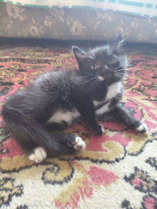 Котёнок в добрые руки