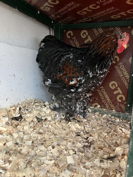 Петел Кохин 5 месеца