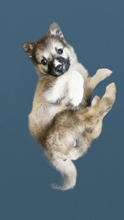 Отдам щенка в добрые руки