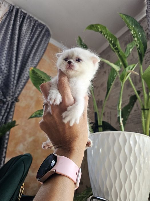 Вислоушки плюшки.