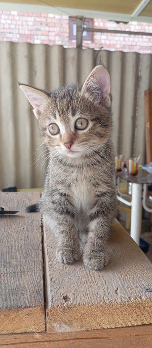 Кошка. Котёнок. Бесплатно.