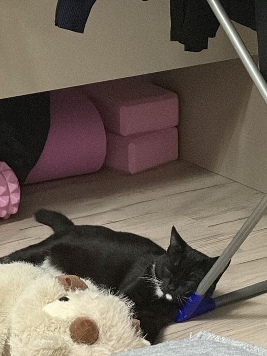 Котенок подросток