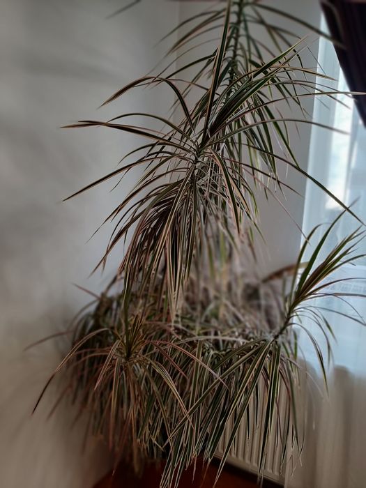 Vand planta exotica Dracena