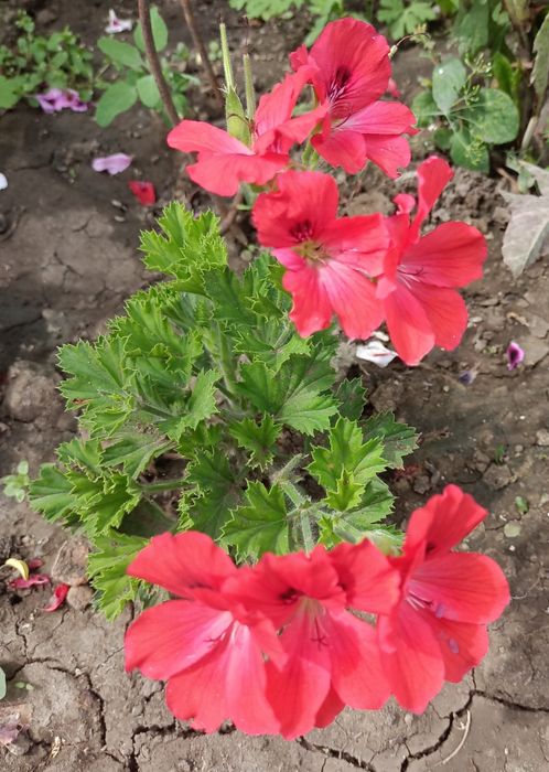 Продам герань пеларгонию