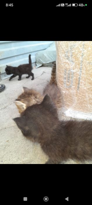 Отдам в хорошие руки котят