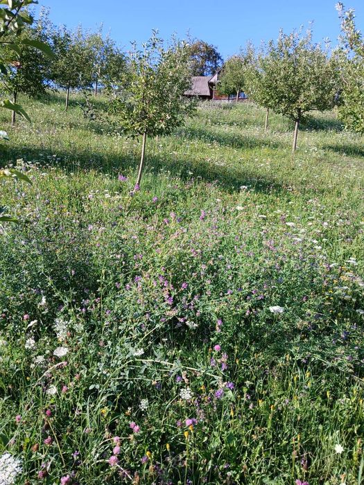 Teren agricol cu casa de lemn