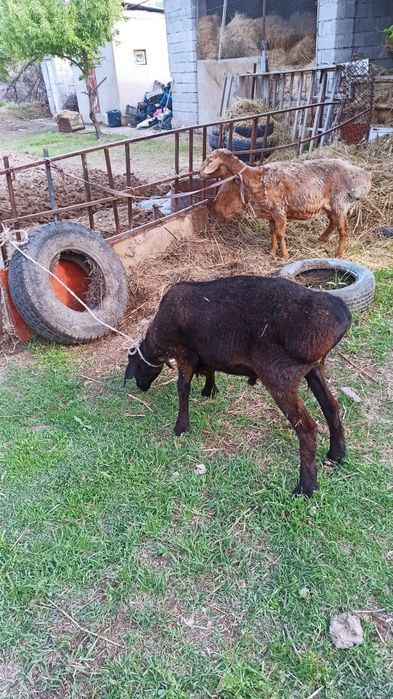 Семіз қой мен қошқар сатылады