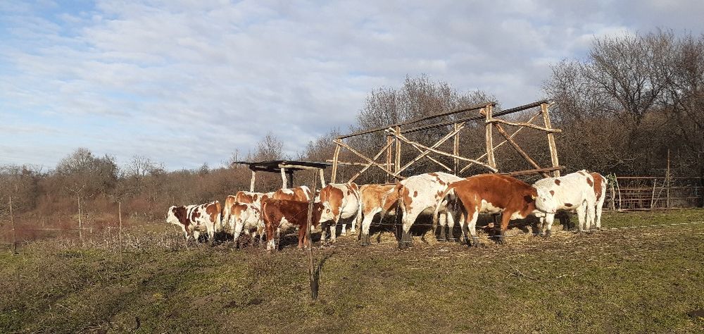 Vaci, juninci, Tăurași