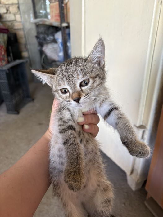 Бесплатно отдам котенка