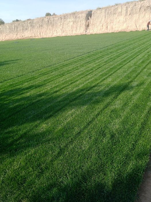 Gazon tayor ruloni 55 ming