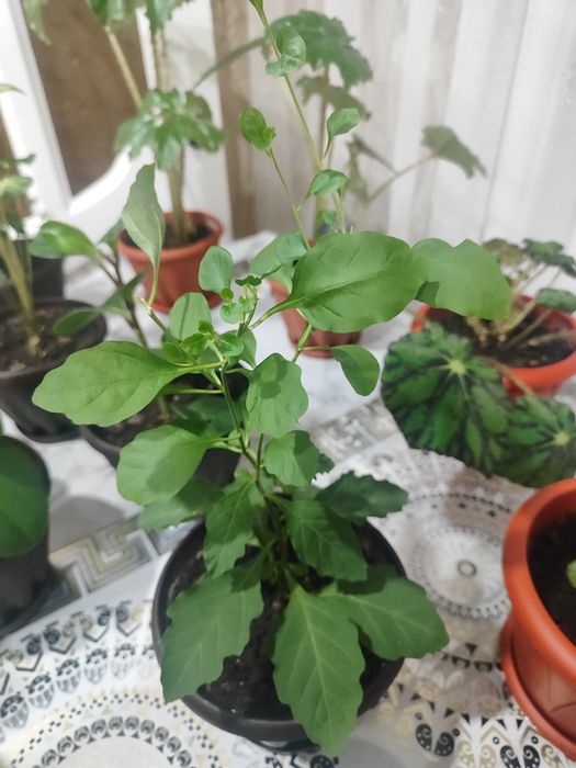 Домашние Комнатные цветы