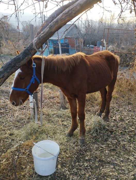 Продам жеребенка