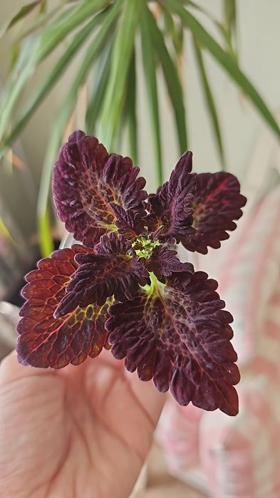 Цветы колеус от 500 тг