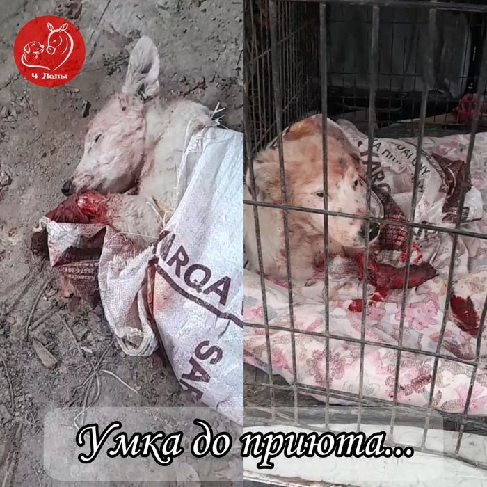 Умочке нужен дом и любящая семья