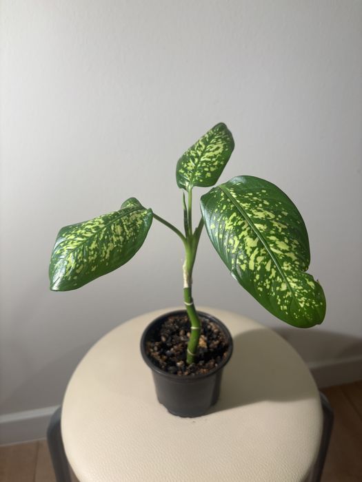 Продам комнатные растения