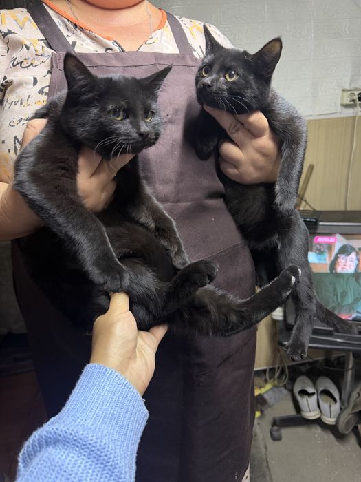 Отдам котят мышеловы