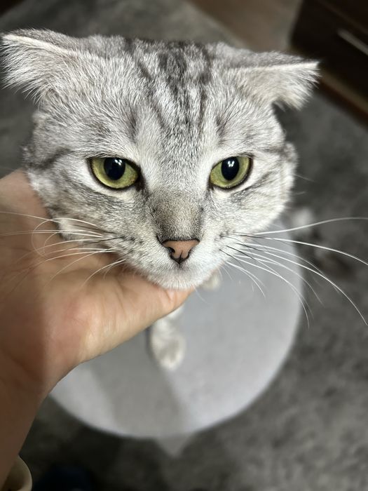 Котик в добрые руки