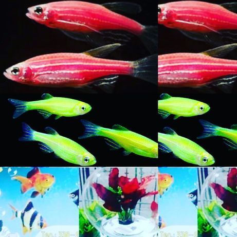 Аквариум 60л в Афалине